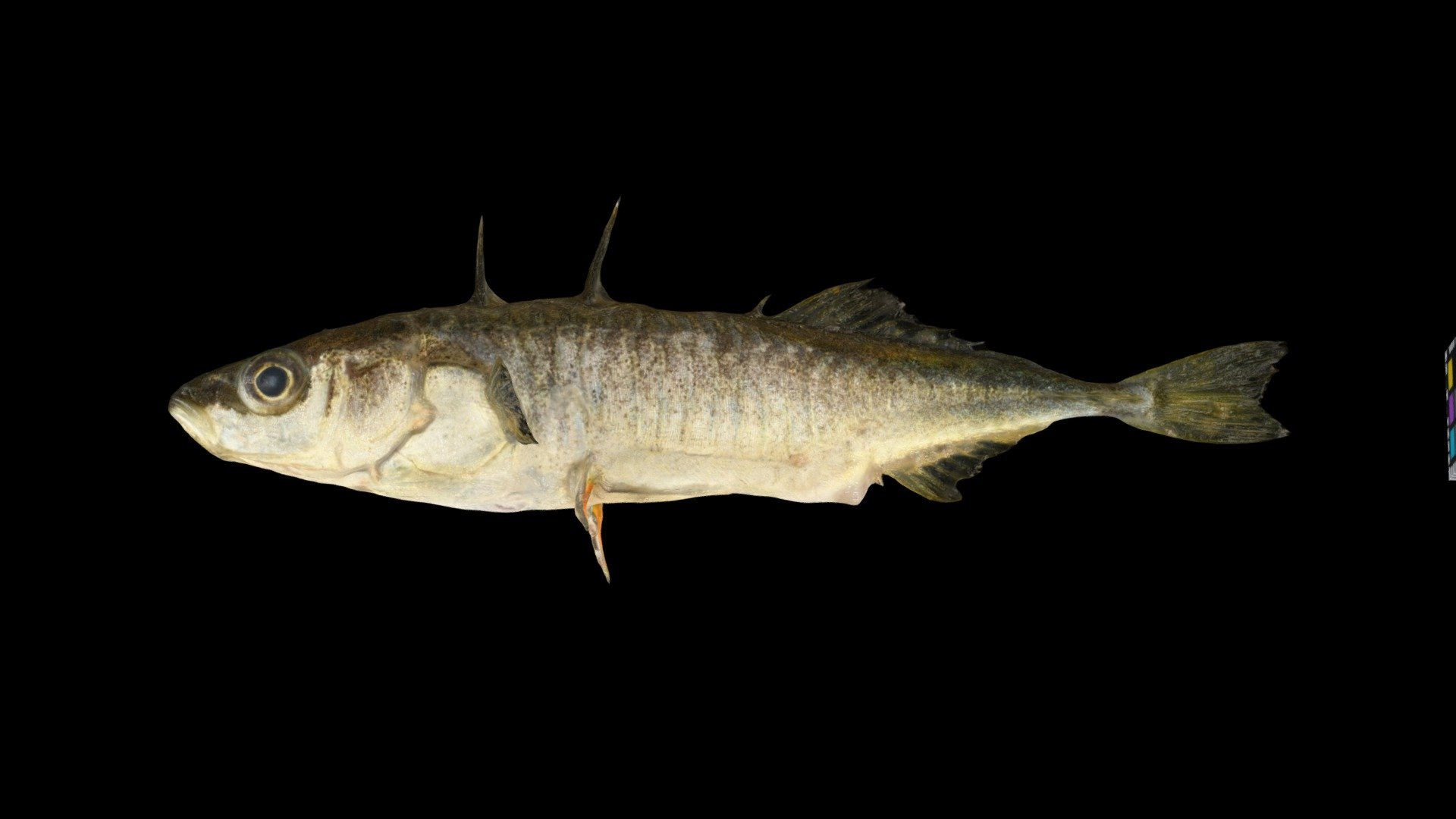 ニホンイトヨ ♀ Three-spined Stickleback, G. nipponicus