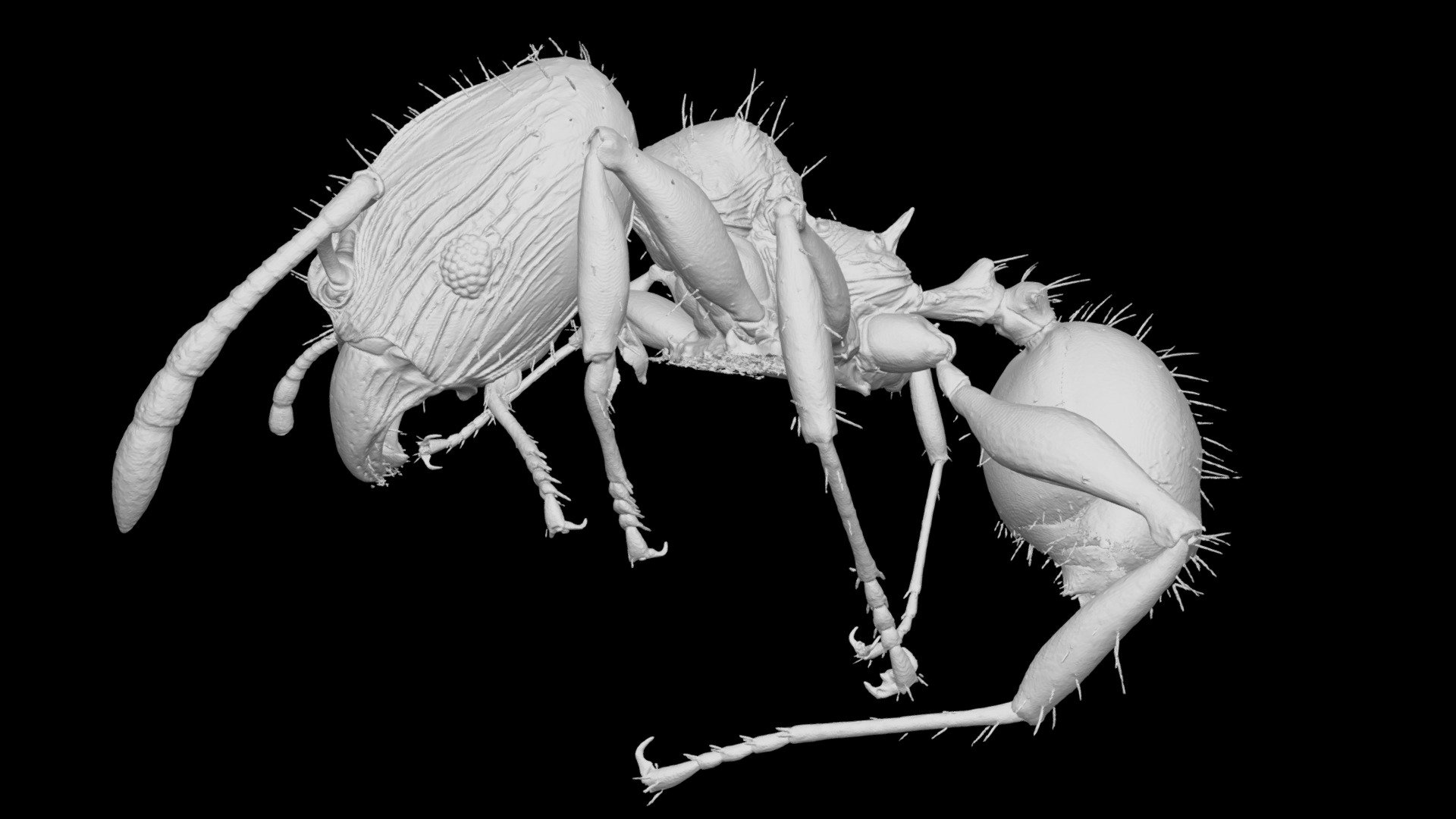 Pheidole knowlesi Major Worker CASENT0183992