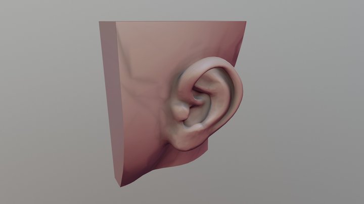 Casual Female Ear Model F1P1D0V1 3D Model