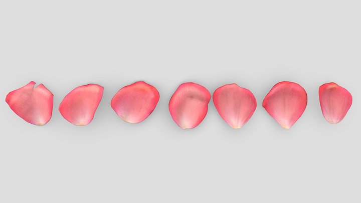 Pink Rose Petals 3D Model