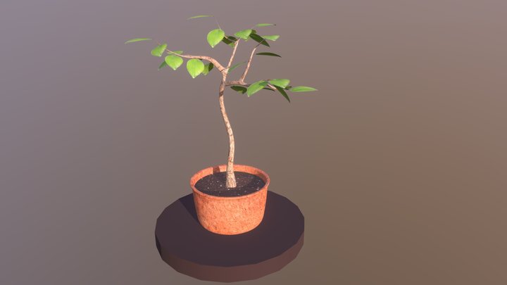 Week 8: Plant 3D Model