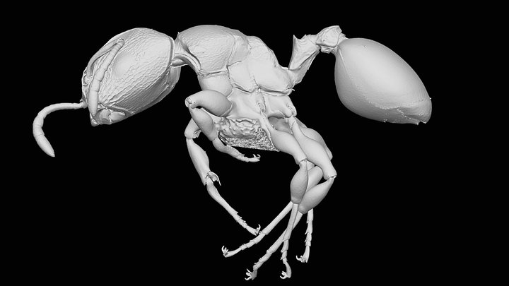 Terataner FHG58 3D Model