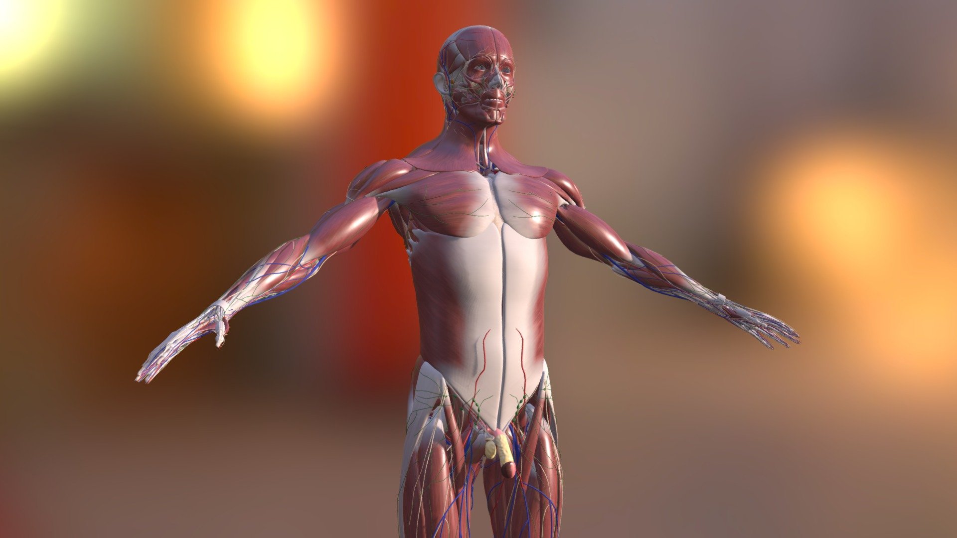 Male Anatomy - Buy Royalty Free 3D model by nicepictures [7408520 ...