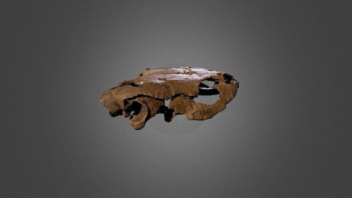 Pleurosternon bullockii (UMZC T.1041) 3D Model