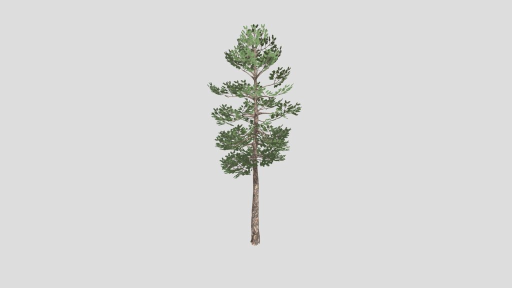 pine_tree