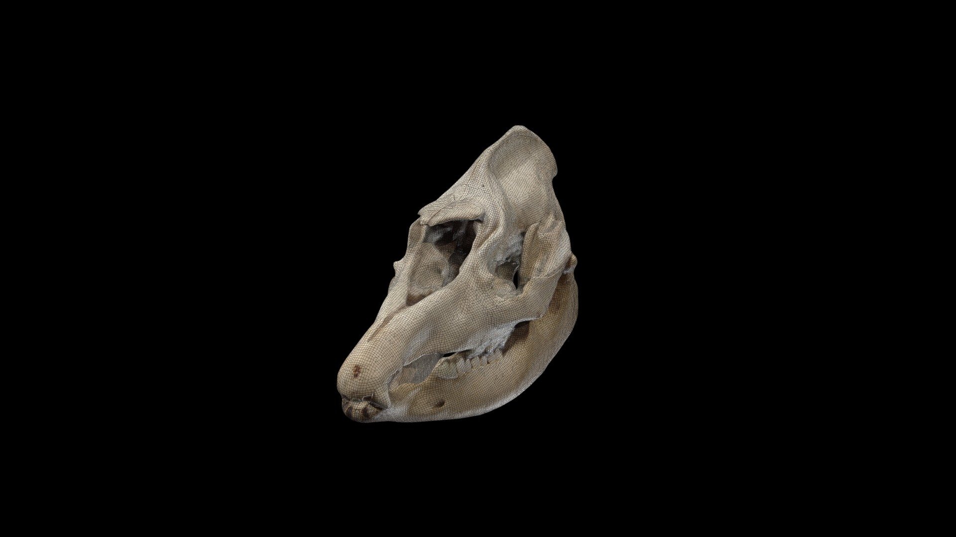 Craneo 2 — Sketchfab embed 3D viewer
