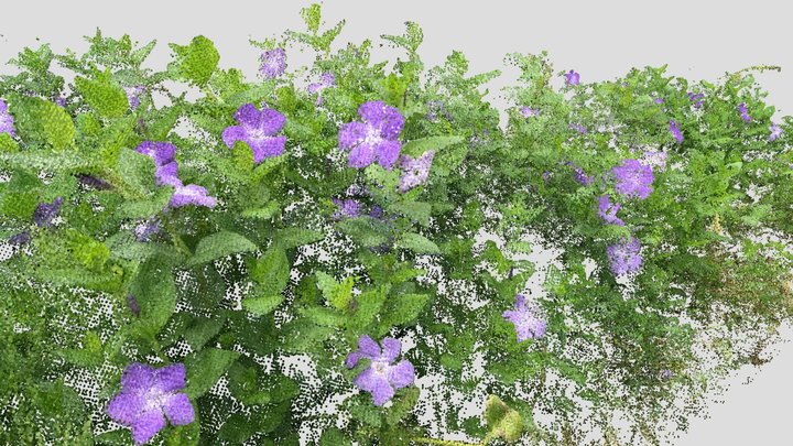 ツルニチニチソウ (Vinca major) 3D Model