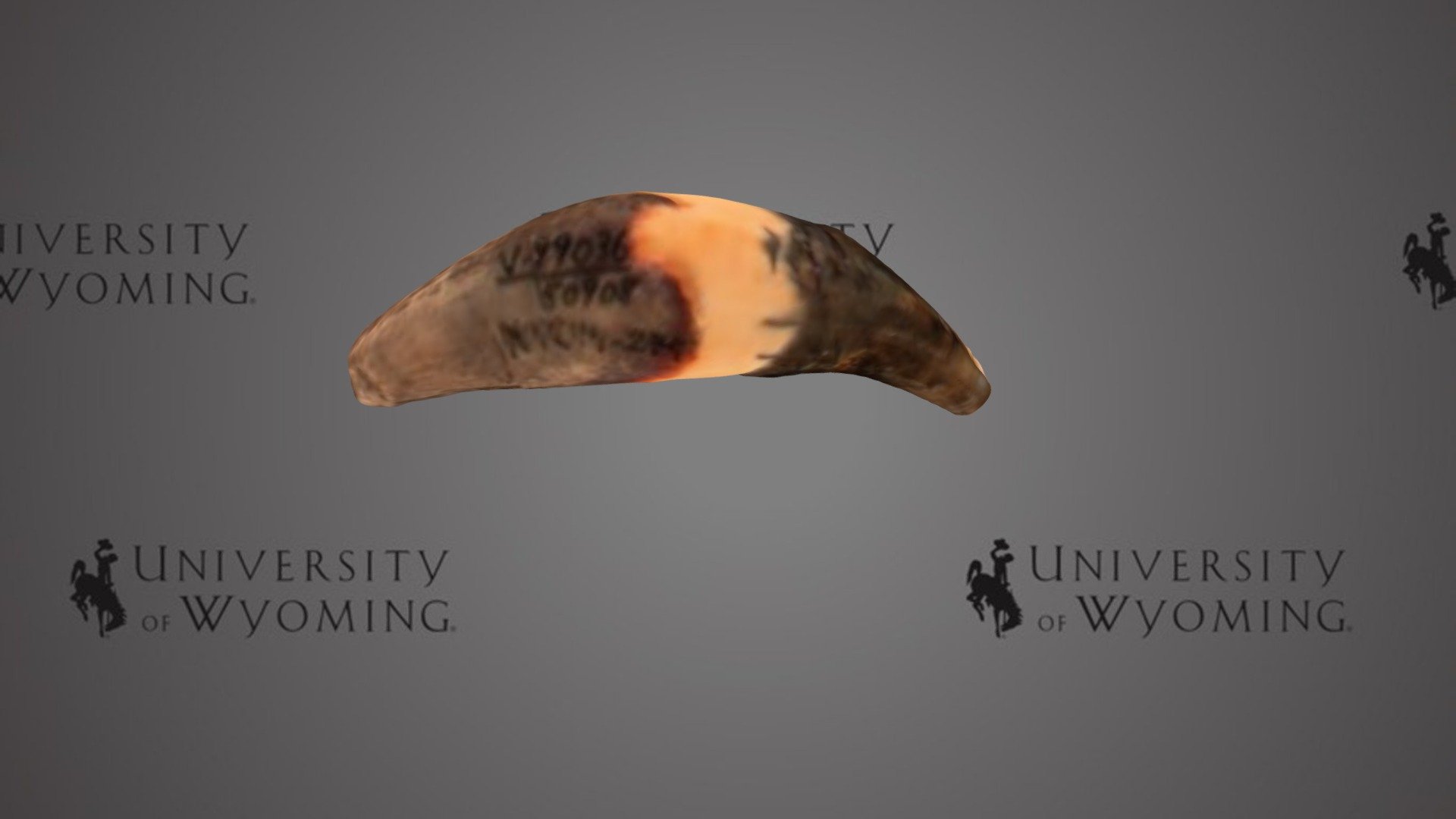 UW 50908 - Carnivora, Tooth