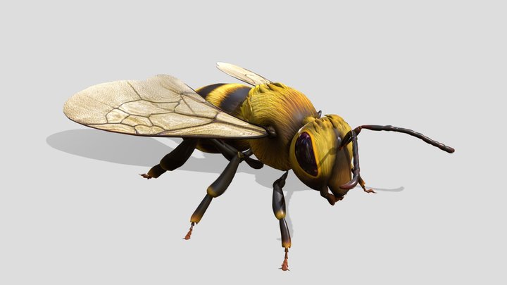 High quality animated (3 poses) bee 3D Model