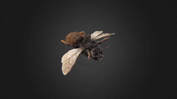 Osmia_bicolor 3D Model
