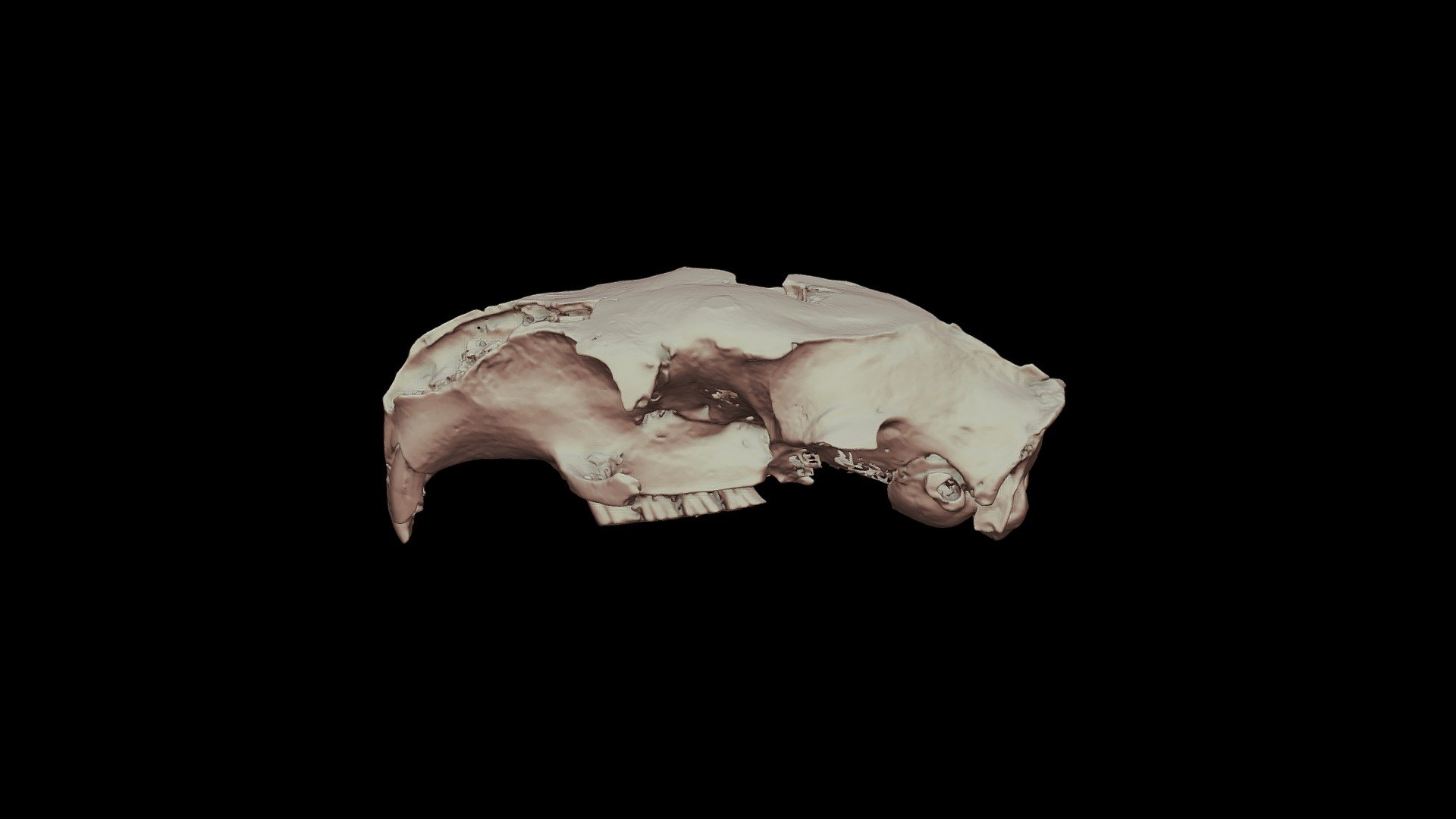 Hexolobodon phenax