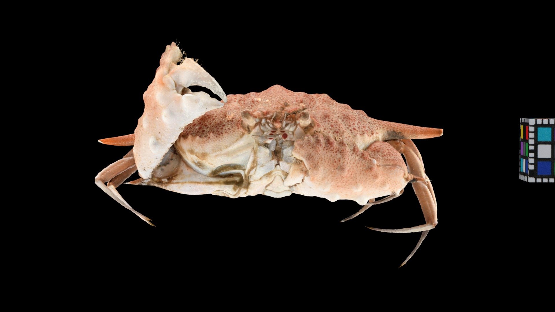 キンセンモドキ Calappid Crab, Mursia armata