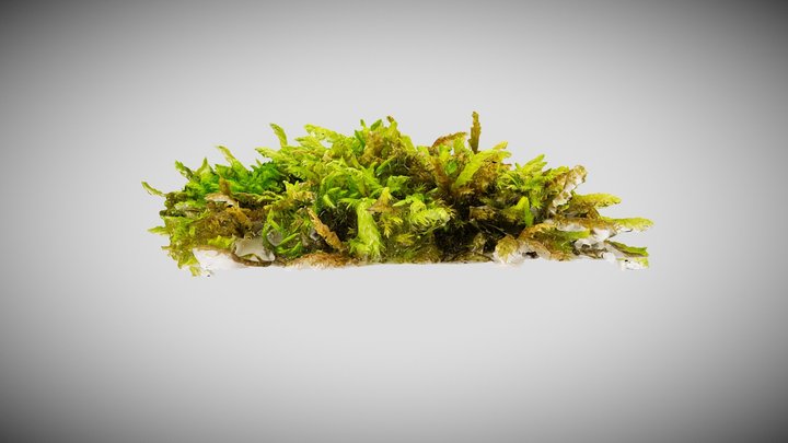 Moss clump by Richard KM 3D Model