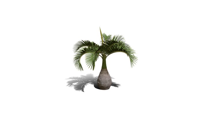 Realistic HD Bottle palm (10/15) 3D Model