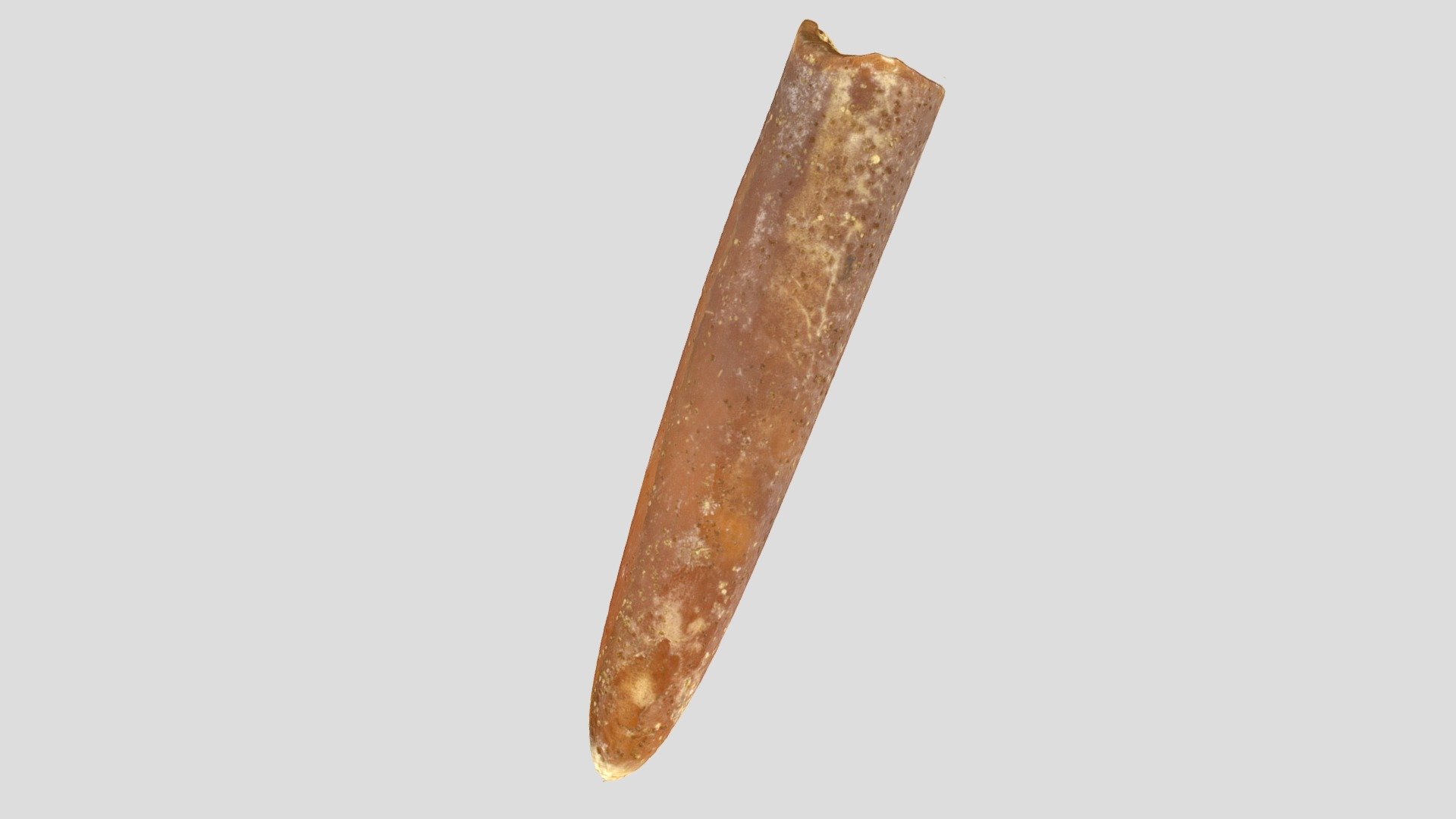 Belemnite