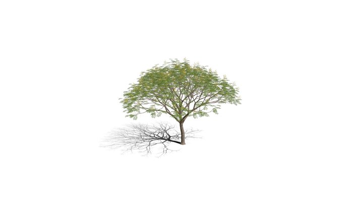 Realistic HD Chinese flame tree (10/20) 3D Model