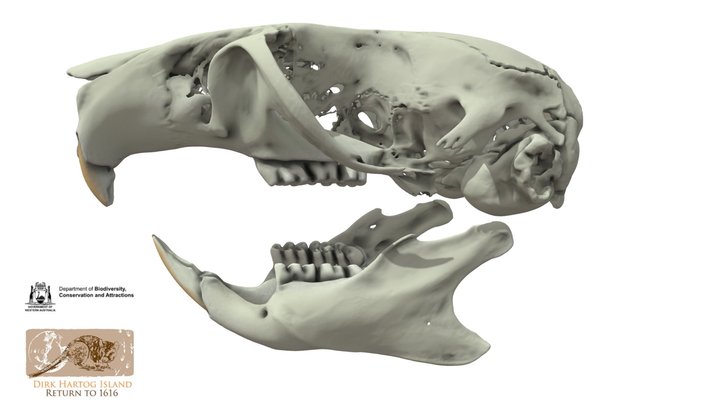 Bonehead 6 3D Model