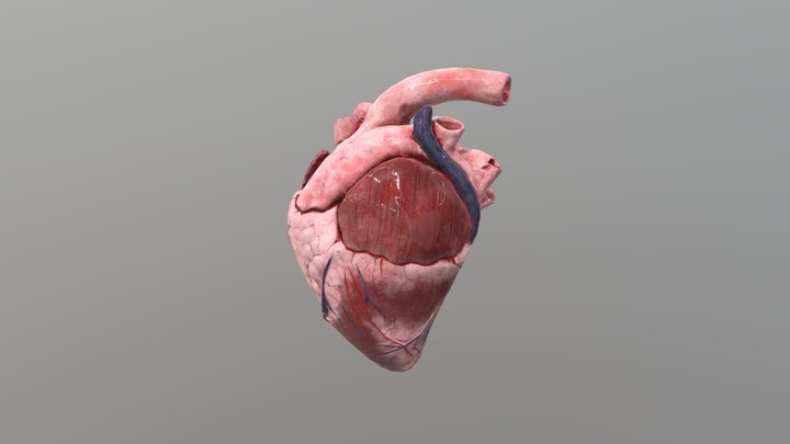 Cow Heart 3D Model