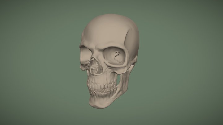 Skull 3D Model