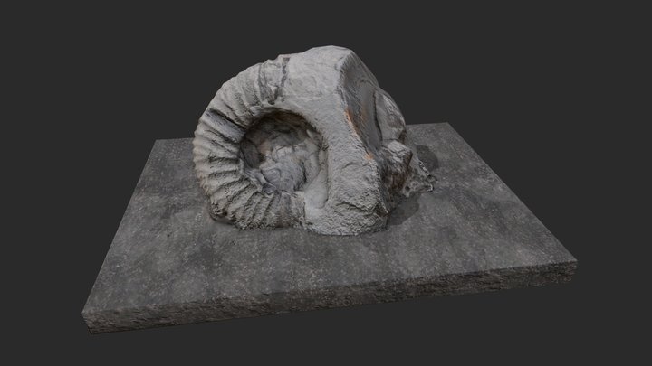 Ammonite fossil 3D Model