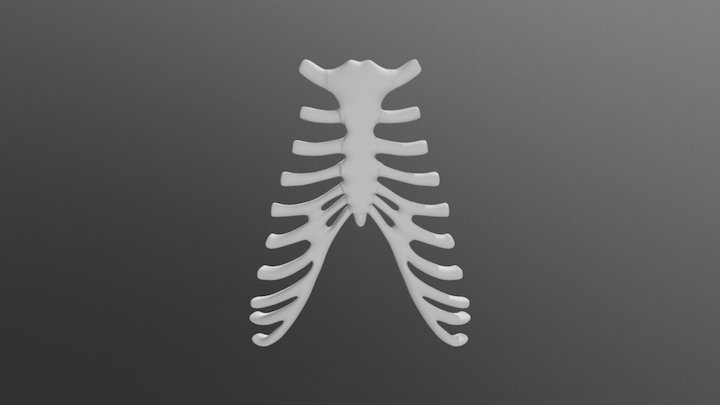 Sternum Final 3D Model
