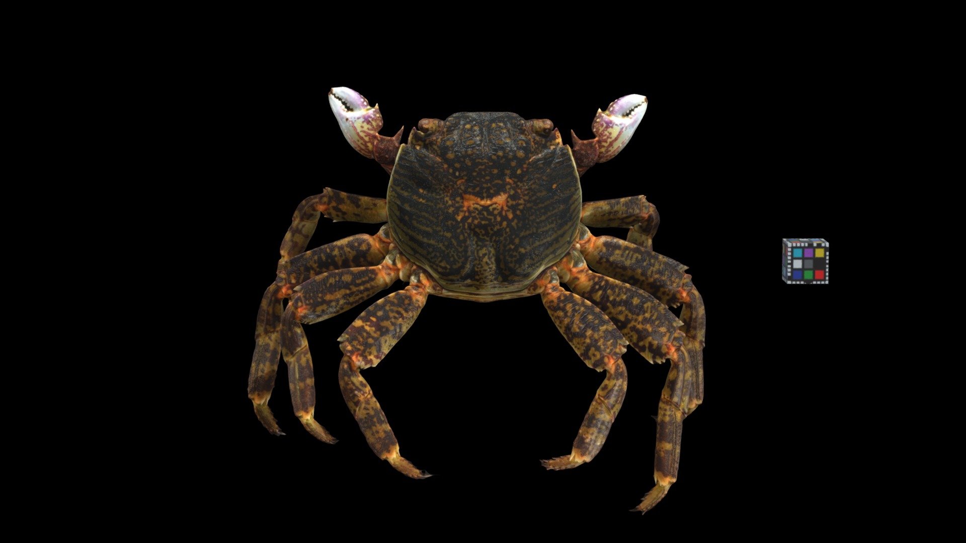 ミナミイワガニ ♀ Sally-light-foot Crab, G. albolineatus