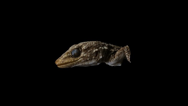 Tarentola mauritanica 3D Model