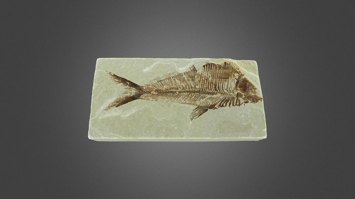 FT_Fish_fossils_20250801 3D Model