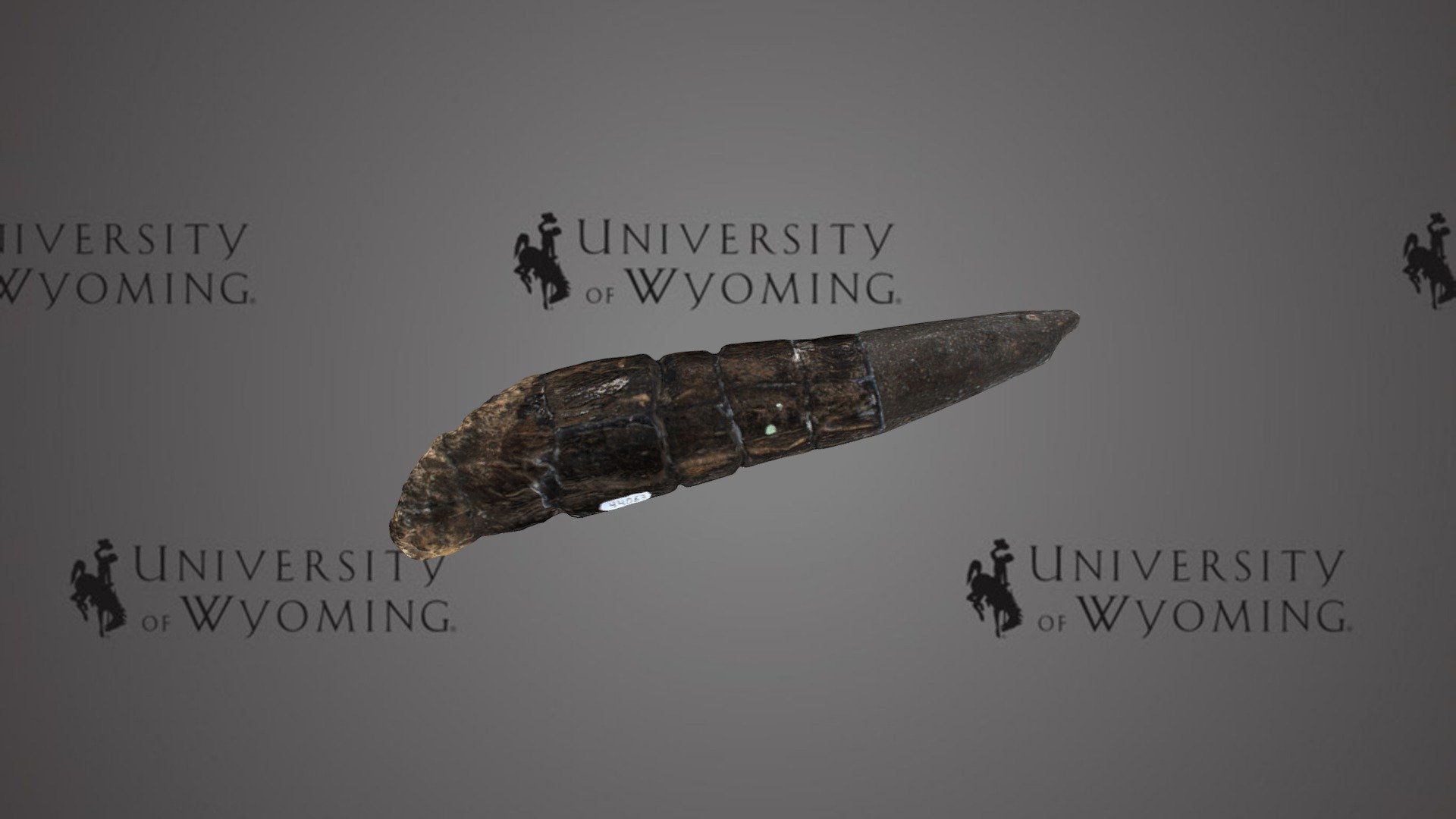 UW44063 - Stegosaurus sp., Tail spike