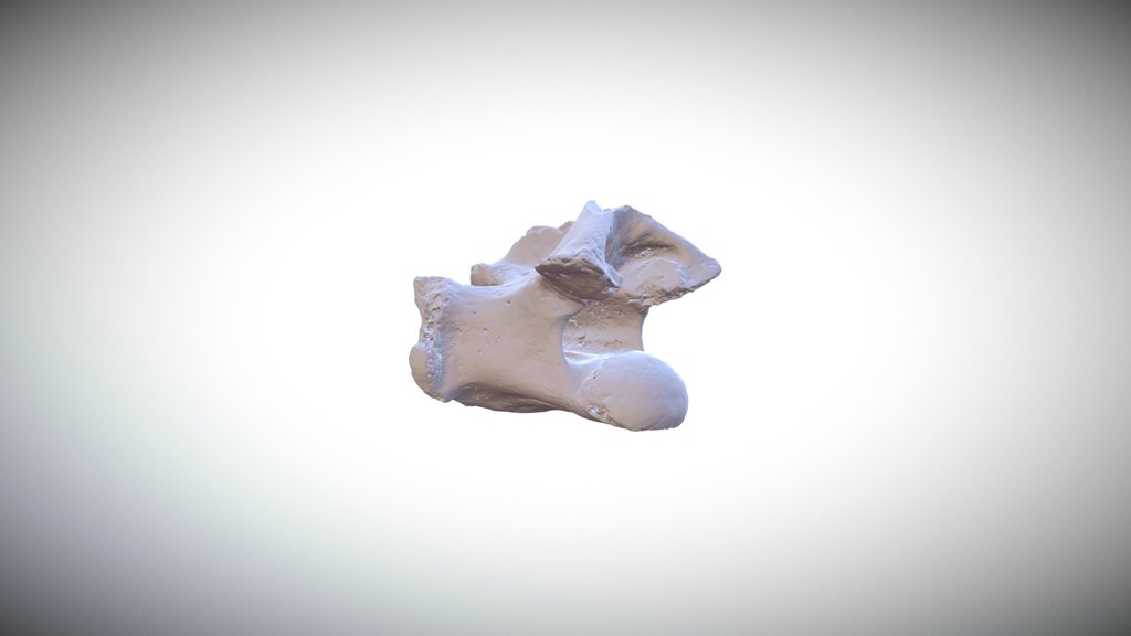 Wautaugategu formidus - Fossil UF546657