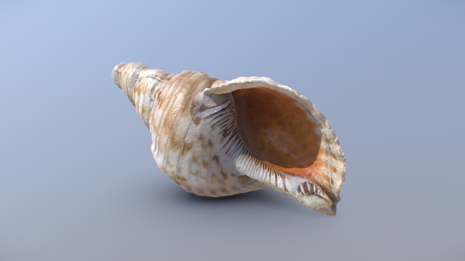 Sea shell - Download Free 3D model by blenderboom [742a5f4] - Sketchfab