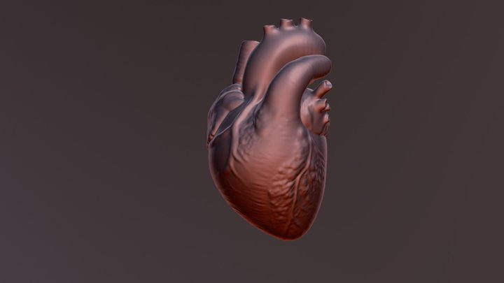 True Heart High Poly 3D Model