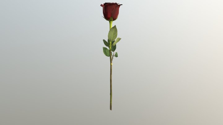 Rose 3D Model