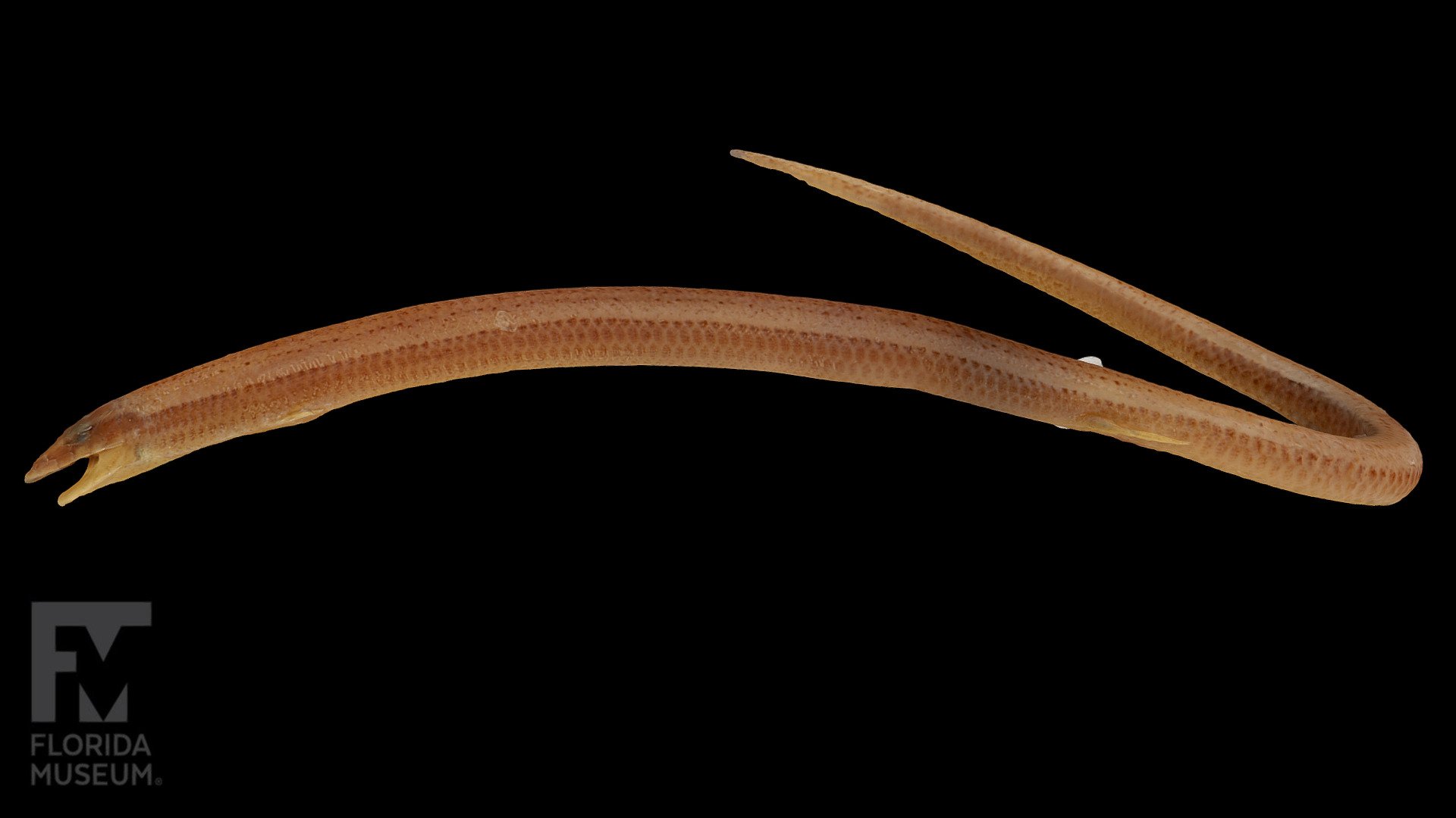 Florida Sand Skink, Scincidae - 3D model by FloridaMuseum [742f1ec ...