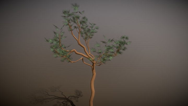 Mountain pine 3D Model