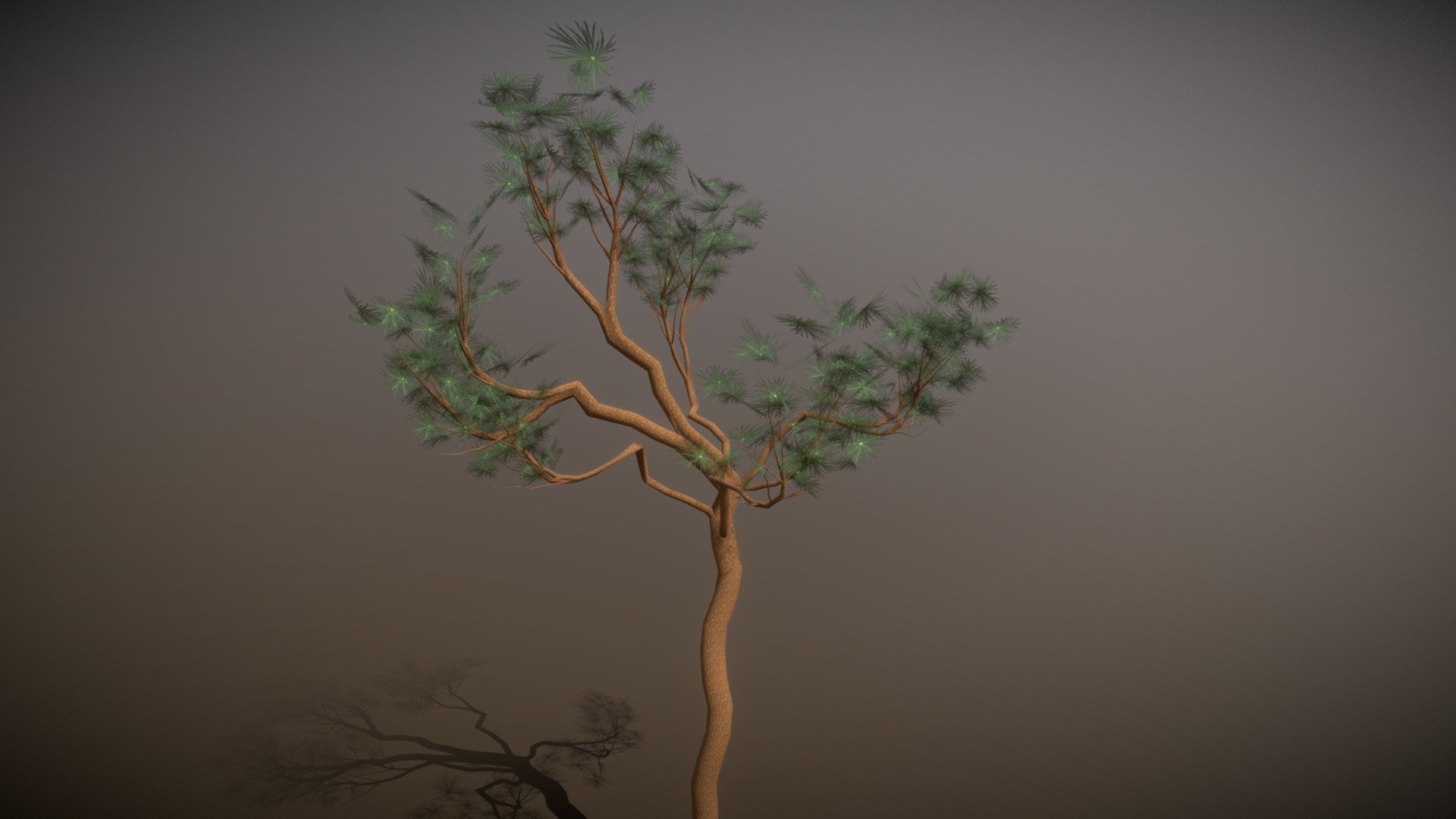 Mountain pine