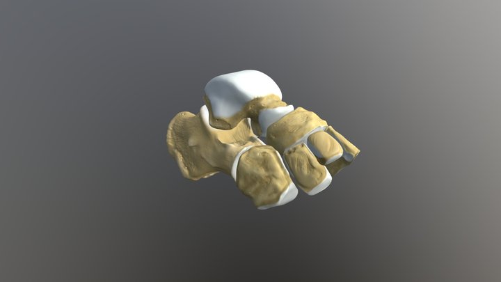 Tarsal bones 3D Model