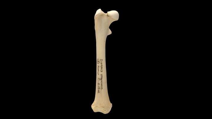 Opossum (Didelphis virginiana), Right Femur 3D Model