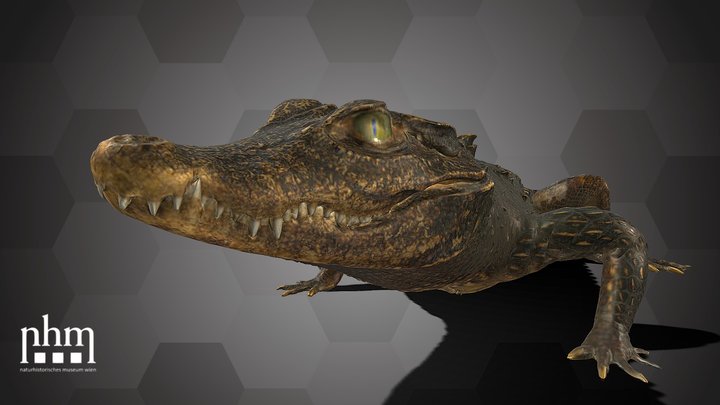Dwarf Crocodile (NHMW-ZOO-HS-1974) – Free 3D Model STL