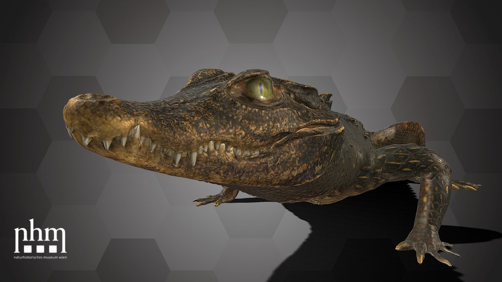 Dwarf Crocodile (NHMW-ZOO-HS-1974)
