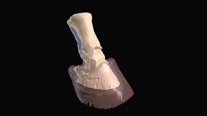 Hoof 3D Model