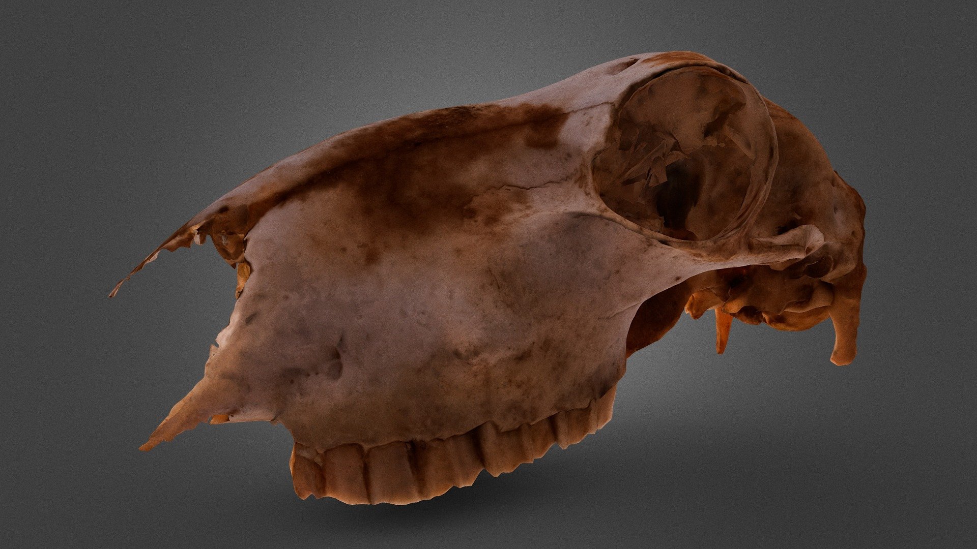 Animal Skull