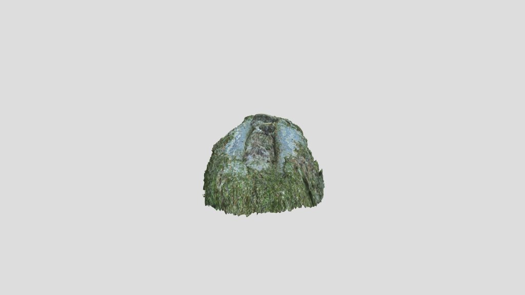 Magnolia Officinalis Burl