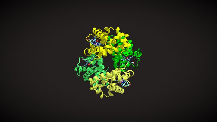 Hemoglobin - T to R state animation 3D Model