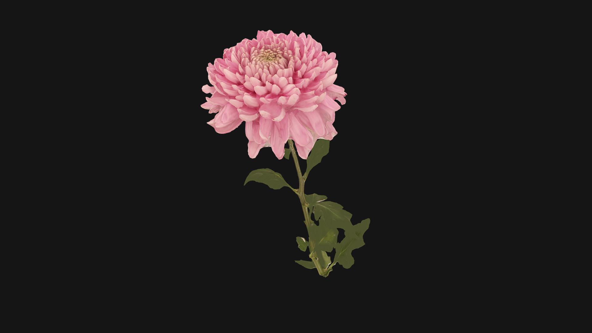 3D model Fw22 – Pink Flower - This is a 3D model of the Fw22 - Pink Flower. The 3D model is about a pink flower with green leaves.