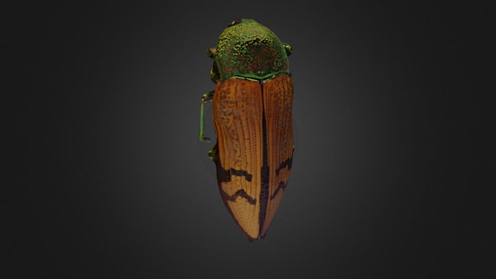 Jewel Beetle 3D Model