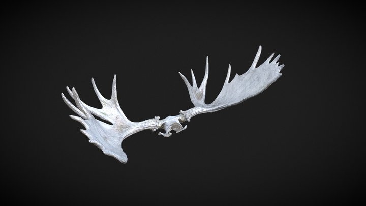 Moose Antlers 3D Model