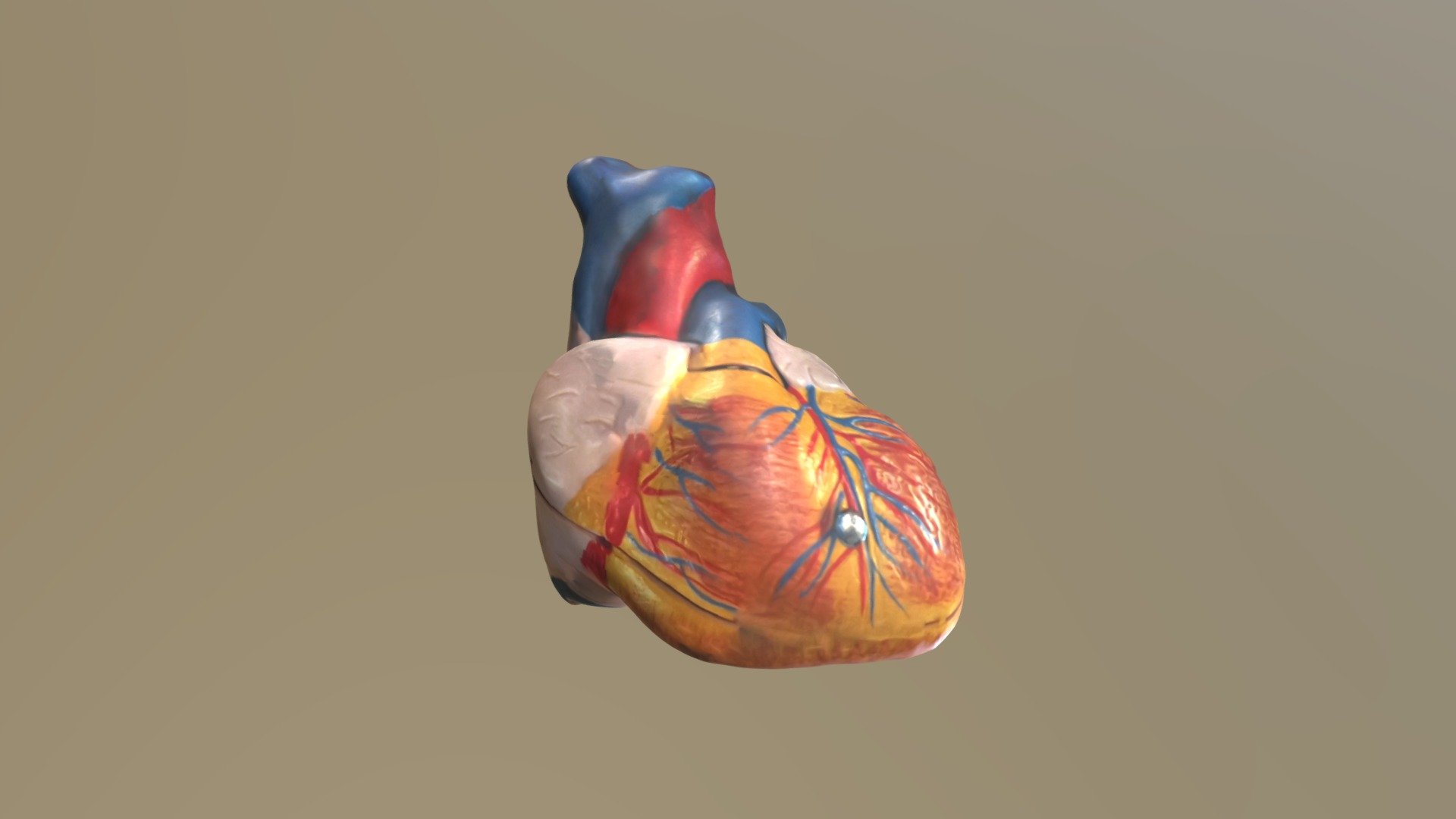 Heart - Download Free 3D model by jkane326 [743ca8f] - Sketchfab