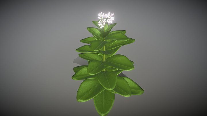 Tobacco Plant 3D Model