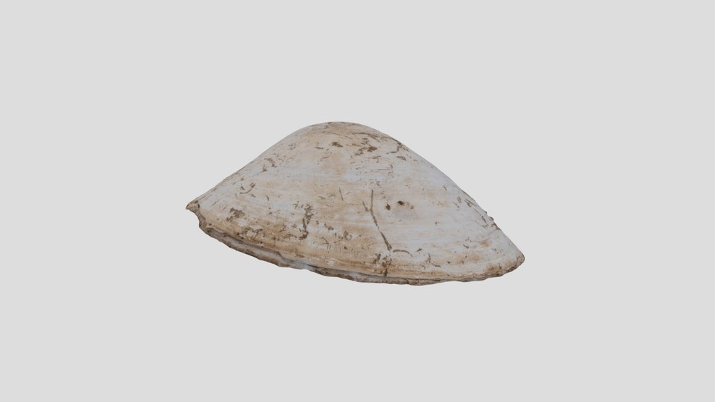 貝刃　shell scraper